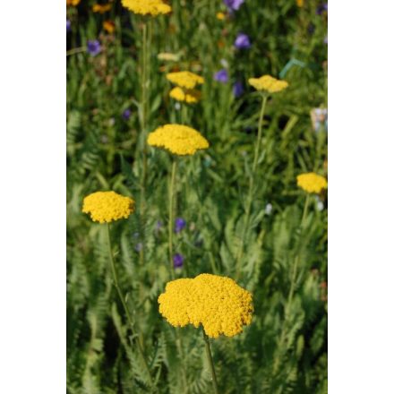 Achillea filipendulina Cloth of Gold - közönséges cickafark