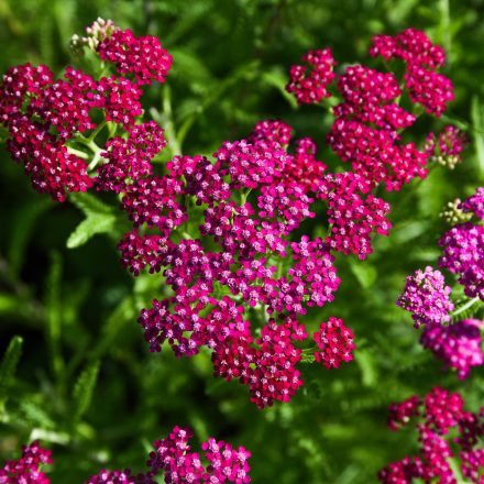 Achillea millefolium Cerise Queen - cickafark