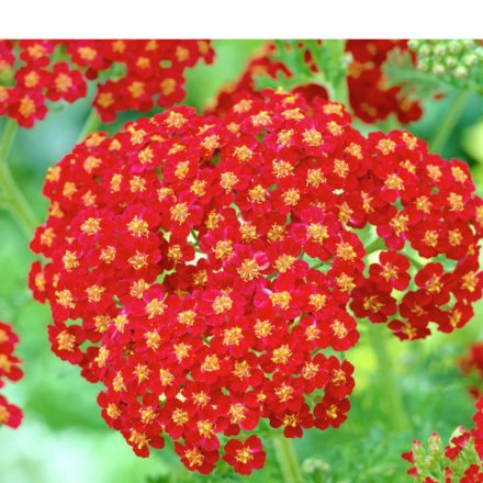 Achillea millefolium Desert Eve Red - cickafark