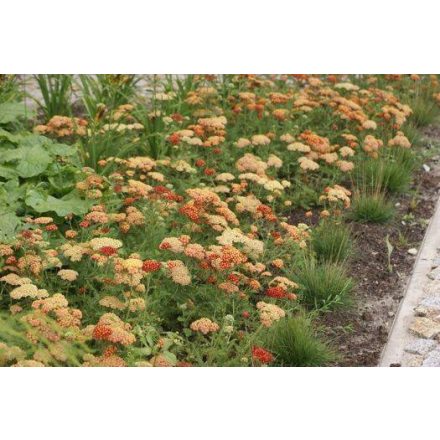 Achillea millefolium Terracotta- közönséges cickafark