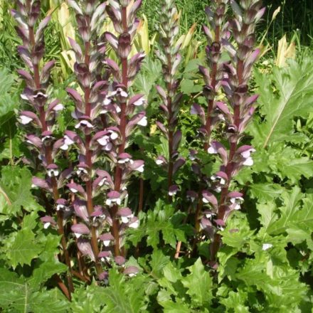 Acanthus mollis - medveköröm