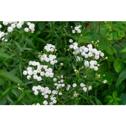 Achillea ptarmica The Pearl - kenyérbél cickafark