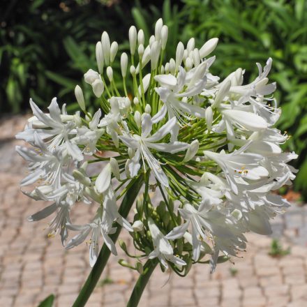 Agapanthus africanus Albus - fehér szerelemvirág