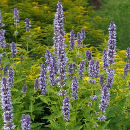 Agastache foeniculum Blue Fortune - izsópfű, ánizsmenta