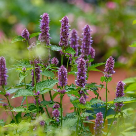 Agastache Globetrotter - izsópfű