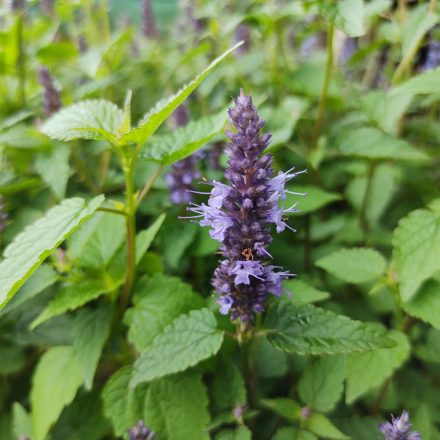 Agastache Little Adder - izsópfű, ánizsmenta