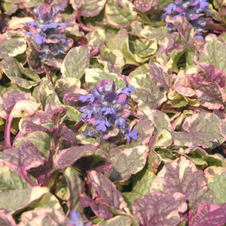 Ajuga reptans Burgundy Glow - indás ínfű