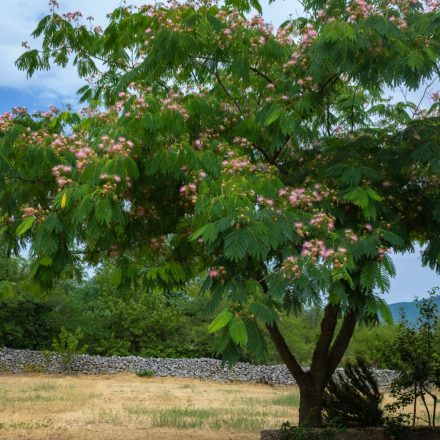 Albizia julibrissin - selyemakác