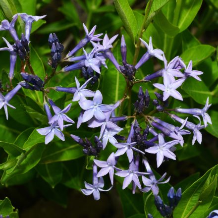 Amsonia tabernaemontana Blue Ice - csillagmeténg