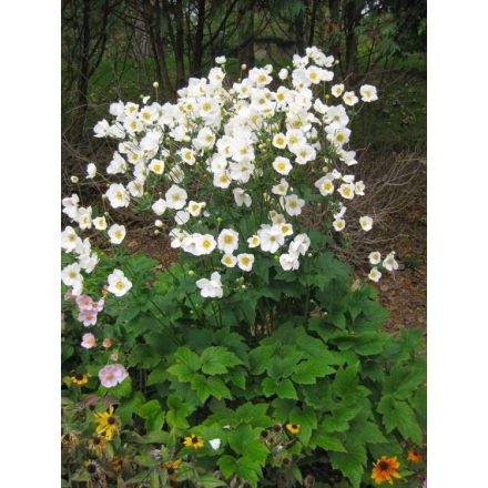 Anemone hybrida Honorine Jobert - japán szellőrózsa