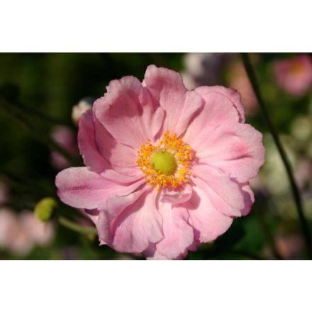 Anemone hybrida Königin Charlotte - japán szellőrózsa