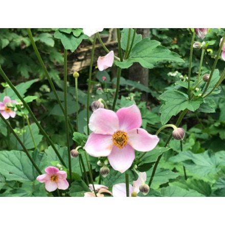 Anemone hybrida September Charm - szellőrózsa