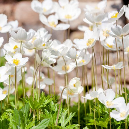 Anemone hybrida Whirlwind -  őszi szellőrózsa