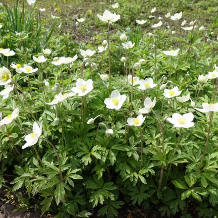 Anemone sylvestris Snow White - erdei szellőrózsa