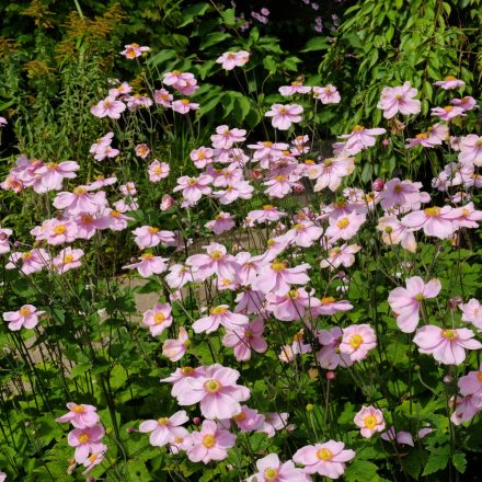 Anemone tomentosa Robutissima - molyhos szellőrózsa