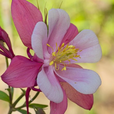 Aquilegia caerulea Rose and Pink - harangláb