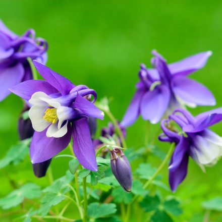 Aquilegia caerulea Spring Magic Navy and White - harangláb kék és fehér