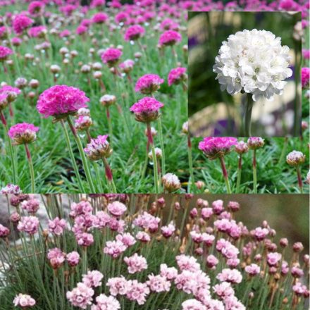 Armeria maritima mix - pázsitszegfű színkeverék