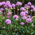 Armeria pseudoarmeria Ballerina Lilac - széleslevelű pázsitszegfű lila