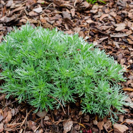 Artemisia schmidtiana Nana - Törpe japán üröm