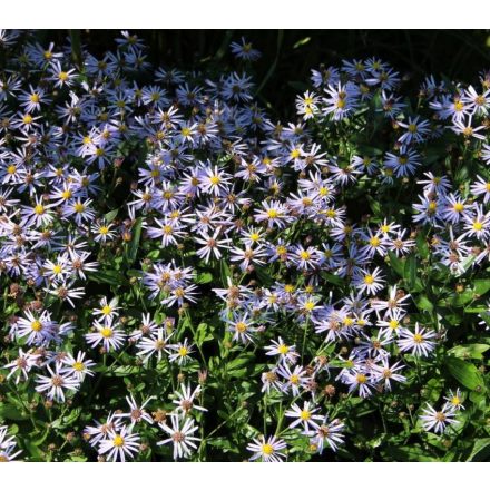 Aster ageratoides Asran - ázsiai őszirózsa