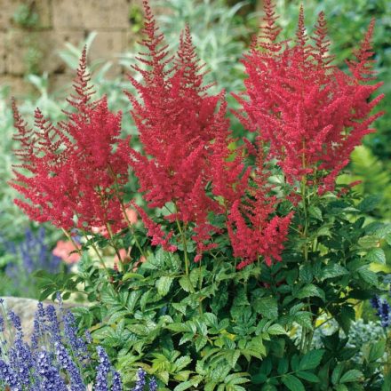 Astilbe x arendsii Glut- kerti tollbuga