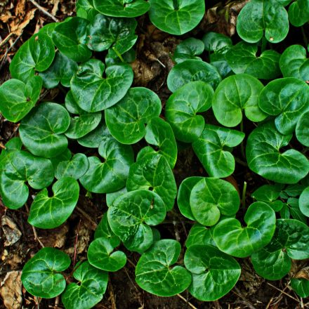 Asarum europeum - kapotnyak