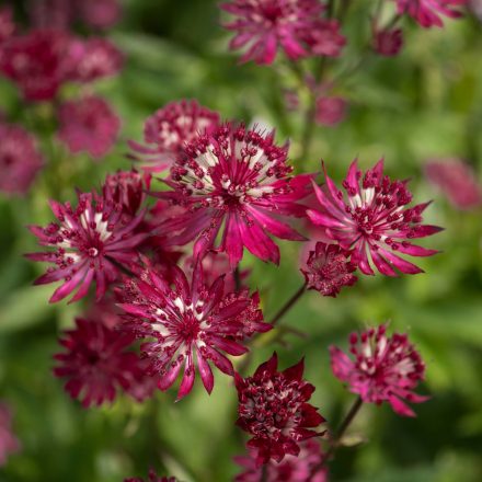 Astrantia major Ruby Wedding - völgycsillag