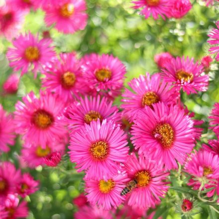 Aster novi belgii Magic Pink - kopasz őszirózsa, élénk rózsaszín