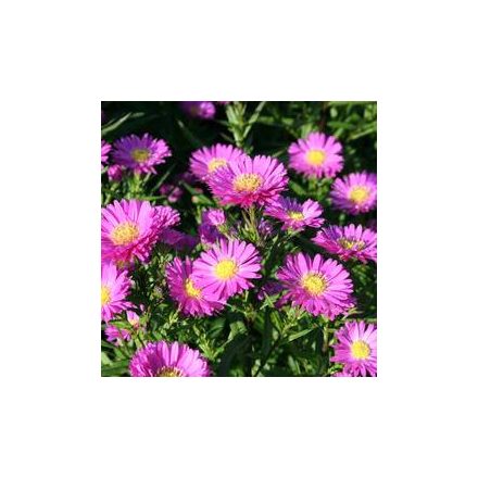 Aster novi belgii Magic Deep Rose - kopasz őszirózsa, rózsaszín