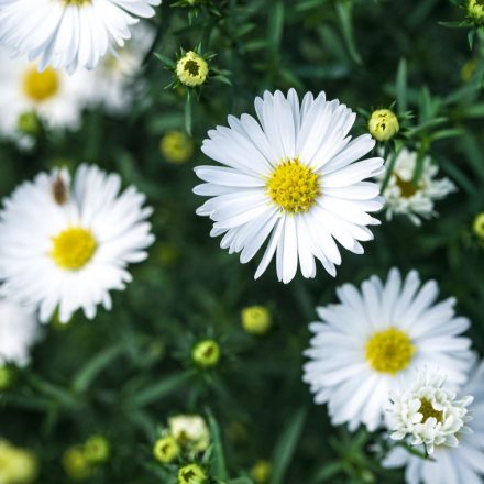 Aster novi belgii Magic White - kopasz őszirózsa, fehér