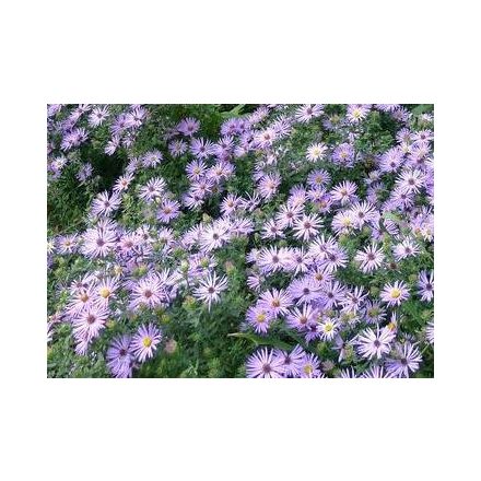 Aster oblongifolius - aromás őszirózsa