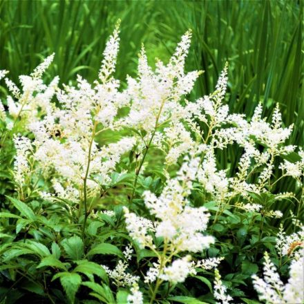 Astilbe Snowdrift- kerti tollbuga