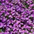 Aubrieta Purple Shade - pázsitviola lila