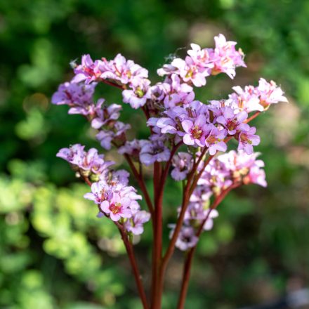 Bergenia cordifolia Bach - szívlevelű bőrlevél