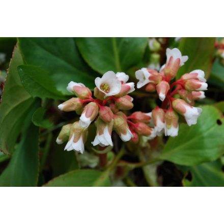 Bergenia cordifolia Bressingham White - szívlevelű bőrlevél