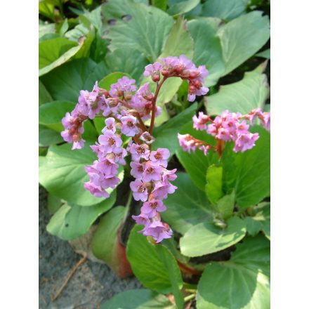 Bergenia cordifolia Rotblum- szívlevelű bőrlevél