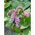 Bergenia cordifolia Rotblum- szívlevelű bőrlevél