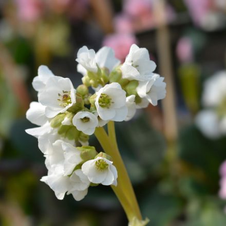 Bergenia cordifolia Snowtime - szívlevelű bőrlevél, fehér