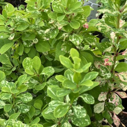 Berberis thunbergii Powwow - borbolya