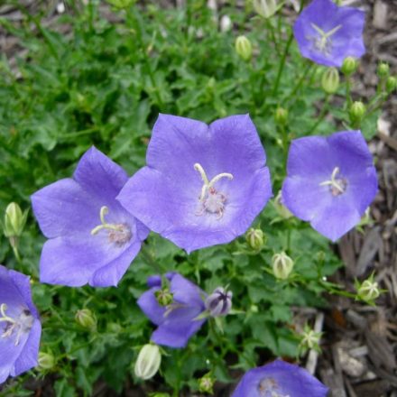 Campanula carpatica Blue - kárpáti harangvirág