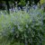 Caryopteris clandonensis Heavenly Blue - kékszakáll