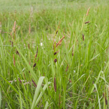 Carex flacca - deres sás