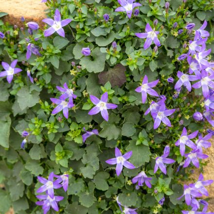 Campanula garganica - garganói harangvirág