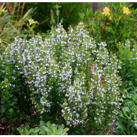 Calamintha nepeta - pereszlény