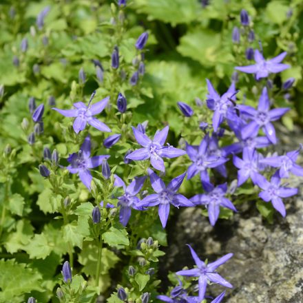 Campanula poscharskyana - balkáni harangvirág