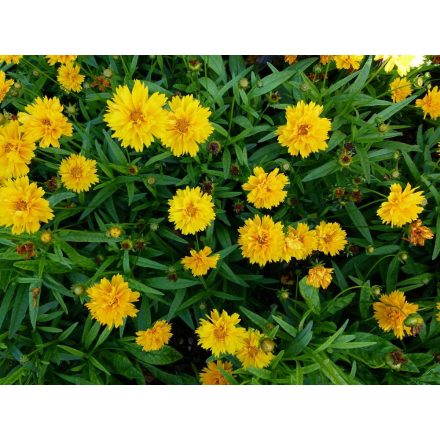 Coreopsis grandiflora Illico - nagyvirágú menyecskeszem