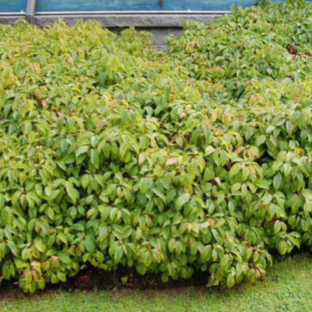 Cornus sericea Kelseyi - törpe som