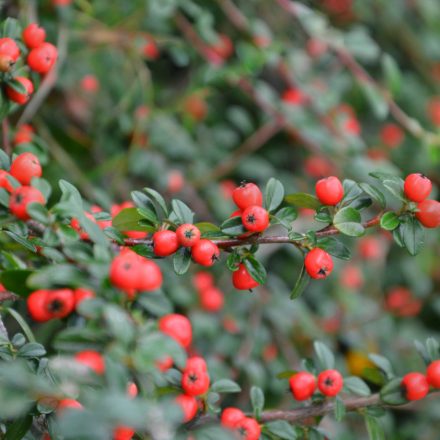 Cotoneaster suecicus Coral Beauty - madárbirs