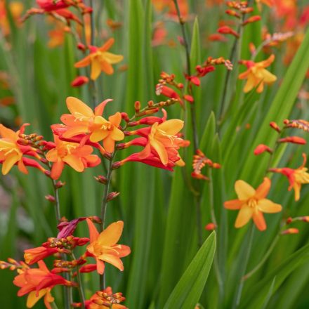 Crocosmia Babylon - sáfrányfű